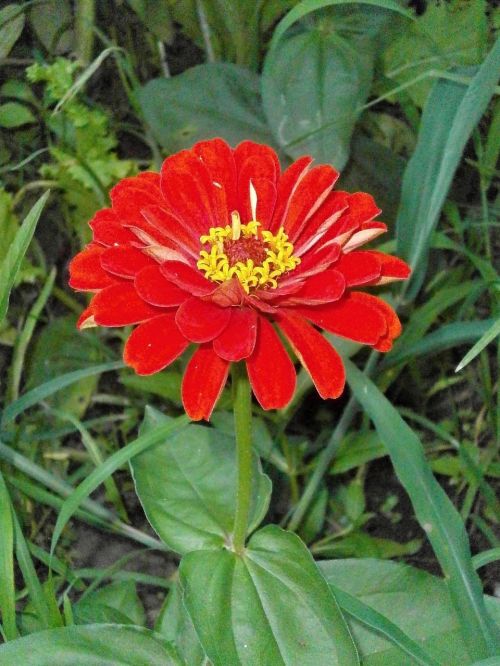 zinnia elegans zinnia red flowers