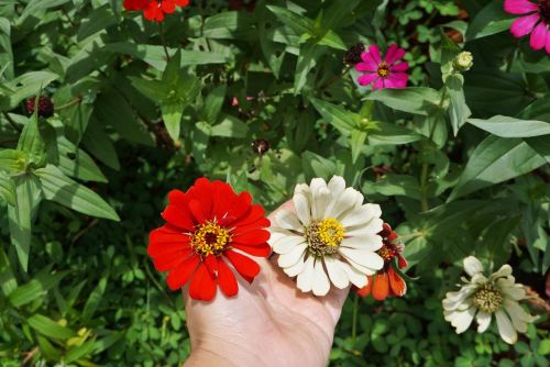 zinnia flower red flower flowers