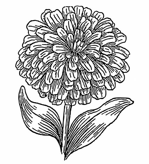 Zinnia Flower Illustration