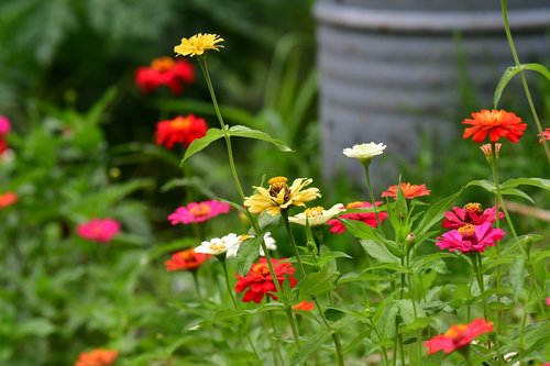 zinnia flowers  garden  shrubs