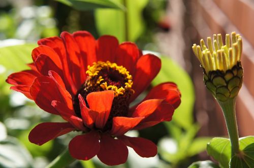 zinnias flowers flower bed