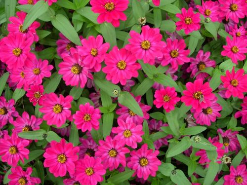 zinnias pink flower