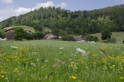 zitoll austria meadow