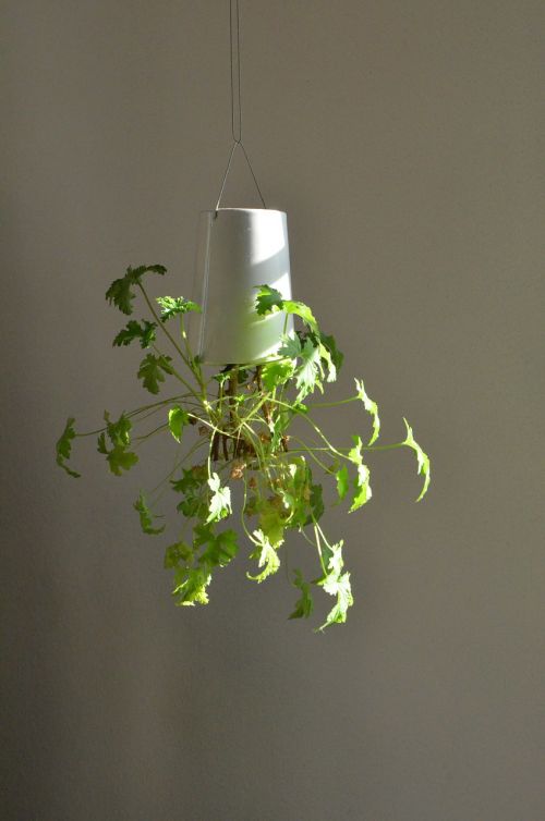 zitronengeranium plant hanging