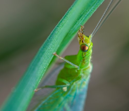 zlatovlaska  insect  macro