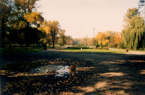 Golden Dog And Gold Autumn