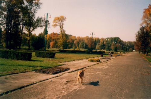 Golden Dog And Gold Autumn