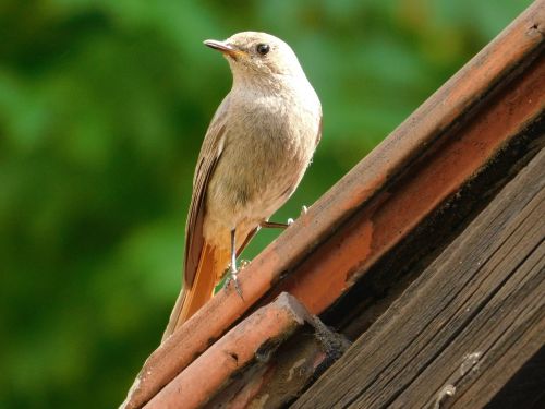 žltochvost house phoenicurus ochruros bird