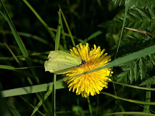 žluťásek dandelion macro