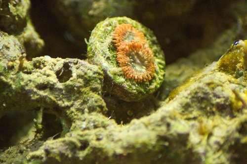 zoa  coral  saltwater