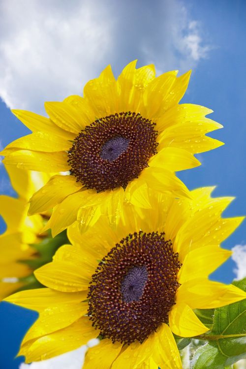 sunflower flower air