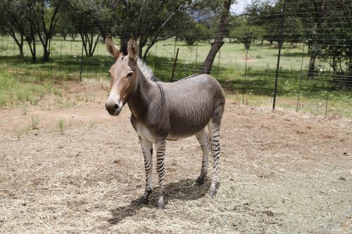 zonkey zebra donkey