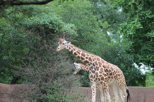 zoo giraffe animal