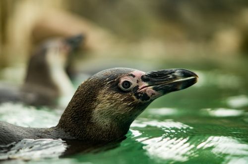 zoo nature penguin