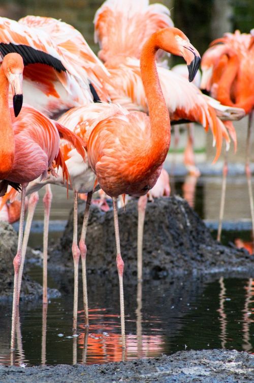 zoo nature flamingo