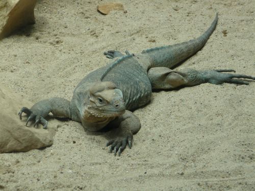 zoo iguana reptile