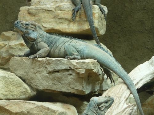 zoo iguana reptile