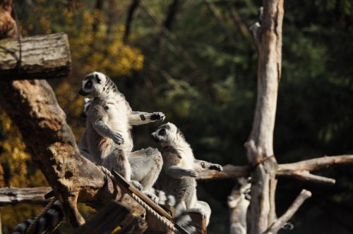 zoo lemur autumn
