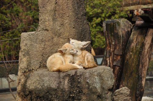 zoo fennec fox autumn