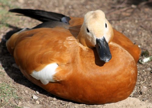 zoo animal duck