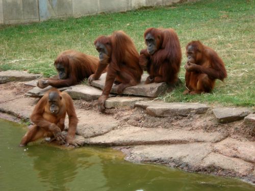 zoo monkey animals