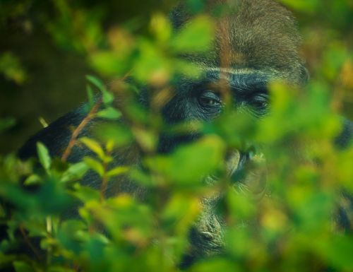 gorilla monkey animal world