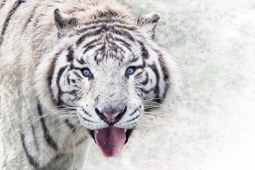 zoo tiger animal