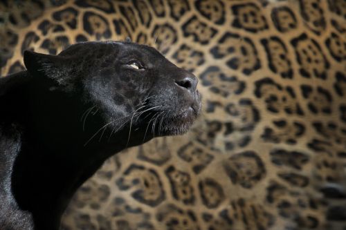 leopard black panther zoo