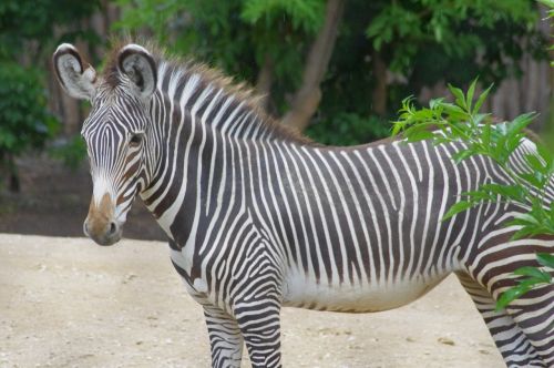 zoo young zebra animal