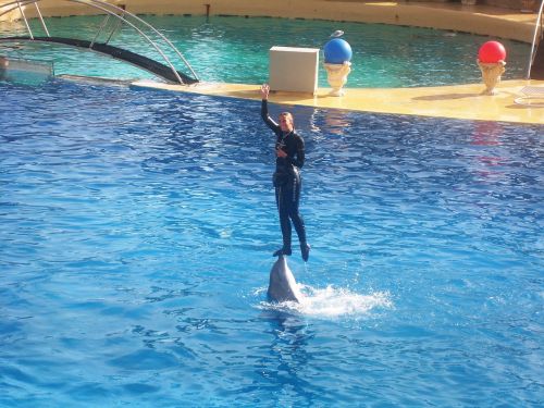 zoo marineland dolphin