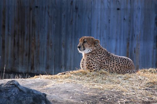 zoo leopard cat