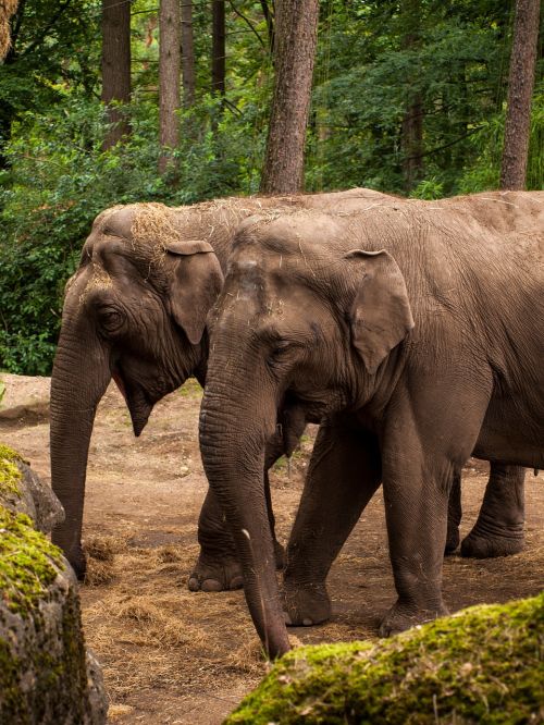 zoo proboscis animal portrait