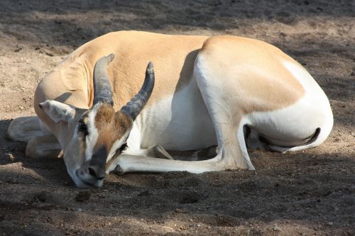 zoo antelope sleep