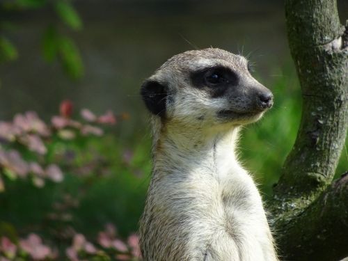 zoo meerkat cute