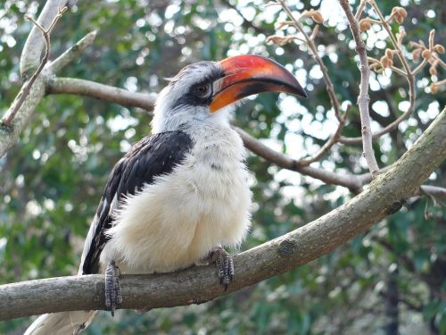 zoo bird nature