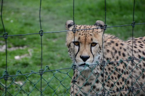 zoo cheetah cat