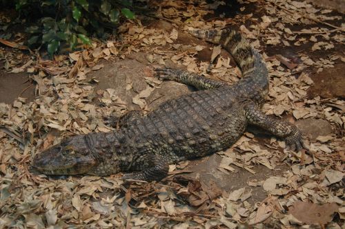 zoo reptile caiman