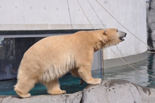 zoo polar bear expensive