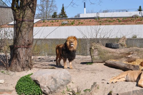 zoo male lion expensive