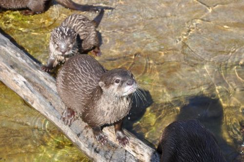 zoo beaver kbh