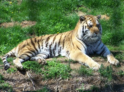 zoo tiger food chain