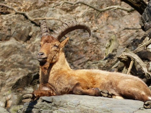 zoo animals capricorn