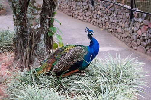 zoo nature animal world