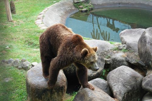 zoo nature animal world