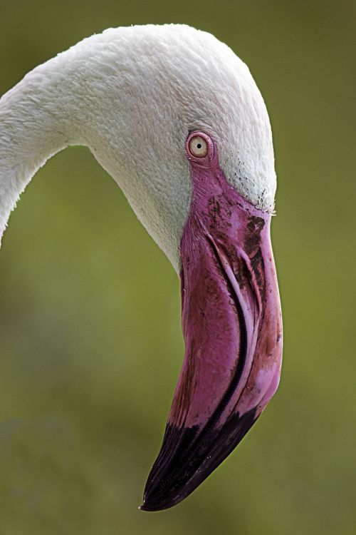 flamingo bird pink beak