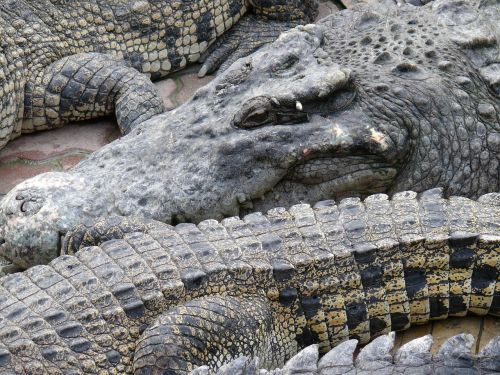 crocodile zoo reptile