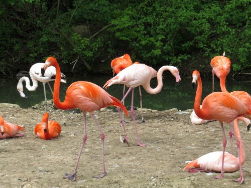 zoo bird nature