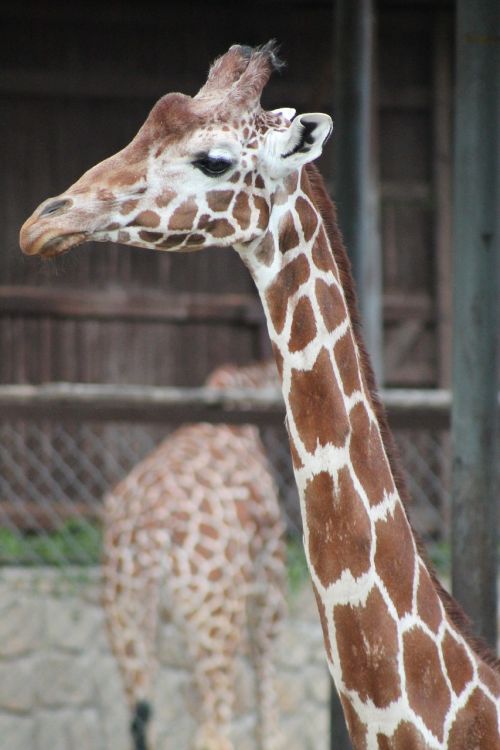 zoo safari dvur kralove nad labem