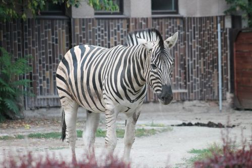 zebra zoo safari