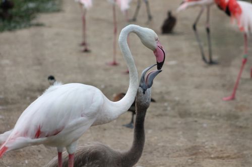 flamingos zoo safari